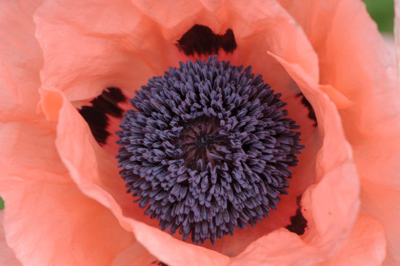 Papaver Orientale 'Prinzessin Victoria Louise' , Oriental Poppy 'Prinzessin Victoria Louise', Poppy 'Prinzessin Victoria Louise', Oriental Poppy 'Princess Victoria Louise', Poppy 'Princess Victoria Louise', Oriental Poppy 'Coral Reef', Poppy 'Coral Reef',