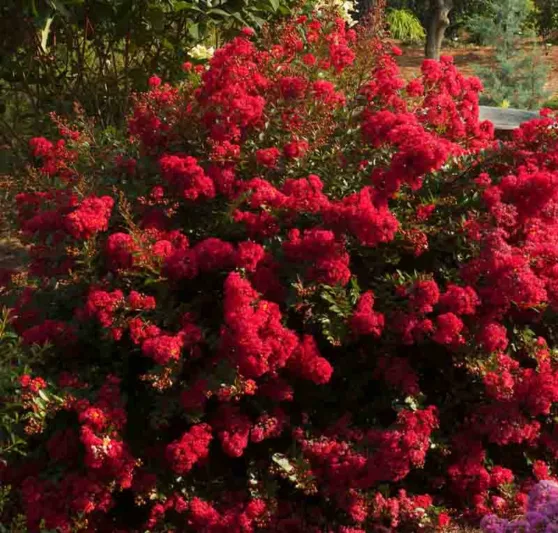 Lagerstroemia 'Cherry Dazzle', Crape Myrtle 'Cherry Dazzle', Crapemyrtle 'Cherry Dazzle', Shrub, Red Flowers, Red Crape Myrtle, Dwarf Crape Myrtles