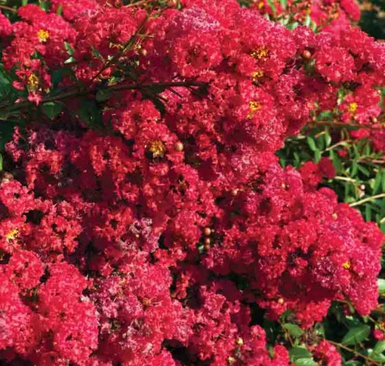 Lagerstroemia 'Cherry Dazzle', Crape Myrtle 'Cherry Dazzle', Crapemyrtle 'Cherry Dazzle', Shrub, Red Flowers, Red Crape Myrtle, Dwarf Crape Myrtles