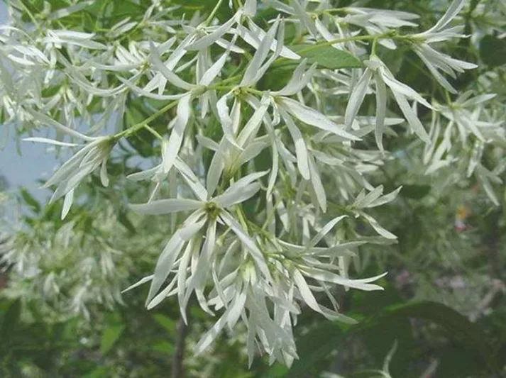 Chionanthus virginicus, Fringe Tree, Fragrant tree, White flowers, Fragrant flowers, berries, black berries
