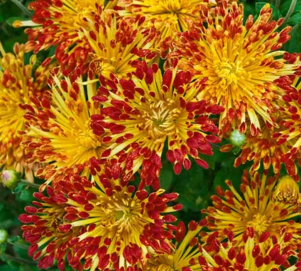 Chrysanthemum 'Matchsticks', Garden Mum 'Matchsticks', Florist's Mum 'Matchsticks', Hardy Garden Mum 'Matchsticks', Bicolor Chrysanthemum, Red Chrysanthemum, Yellow Chrysanthemum, Fall Flowers