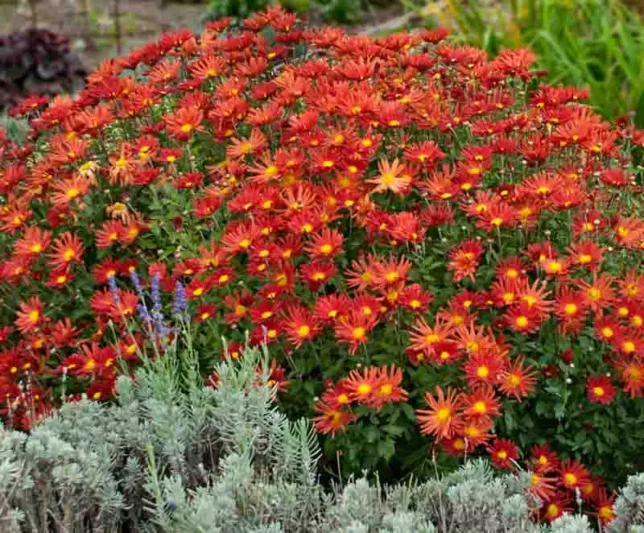 Chrysanthemum 'Overture', Garden Mum 'Overture', Florist's Mum 'Overture', Hardy Garden Mum Overture, Dendranthema Overture, Red Chrysanthemum, Fall Flowers