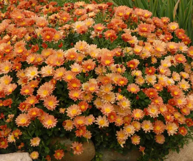 Chrysanthemum 'Rhumba', Garden Mum 'Rhumba', Florist's Mum 'Rhumba', Hardy Garden Mum Rhumba, Dendranthema Rhumba, Orange Chrysanthemum, Fall Flowers