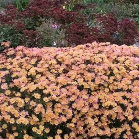 Chrysanthemum 'Samba', Garden Mum 'Samba', Florist's Mum 'Samba', Hardy Garden Mum Samba', Dendranthema 'Samba', Pink Chrysanthemum, Fall Flowers