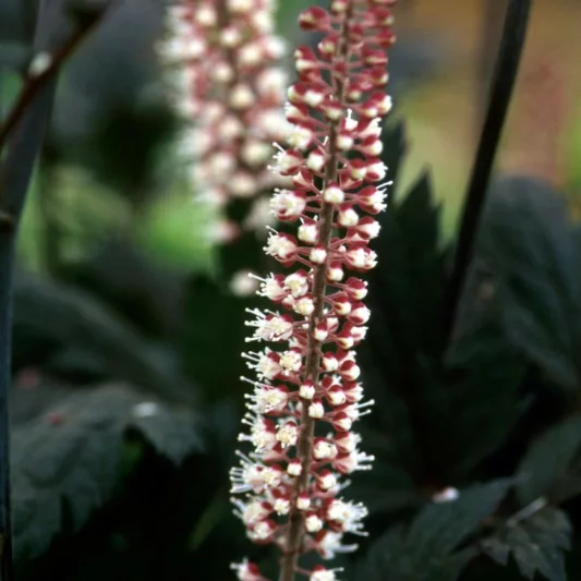 Actaea Simplex (Atropurpurea Group) 'Hillside Black Beauty', Baneberry 'Hillside Black Beauty', Bugbane 'Hillside Black Beauty', Cimicifuga Ramosa 'Hillside Black Beauty', Cimicifuga simplex 'Hillside Black Beauty', Cohosh 'Hillside Black Beauty', Hillside Black Beauty Snakeroot