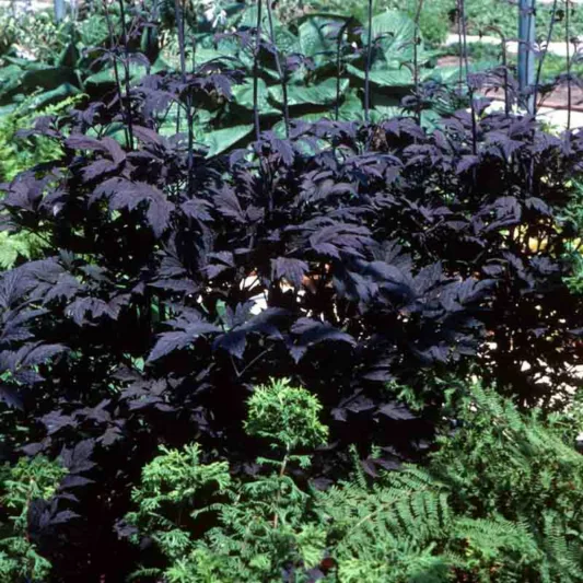 Actaea Simplex (Atropurpurea Group) 'Hillside Black Beauty', Baneberry 'Hillside Black Beauty', Bugbane 'Hillside Black Beauty', Cimicifuga Ramosa 'Hillside Black Beauty', Cimicifuga simplex 'Hillside Black Beauty', Cohosh 'Hillside Black Beauty', Hillside Black Beauty Snakeroot