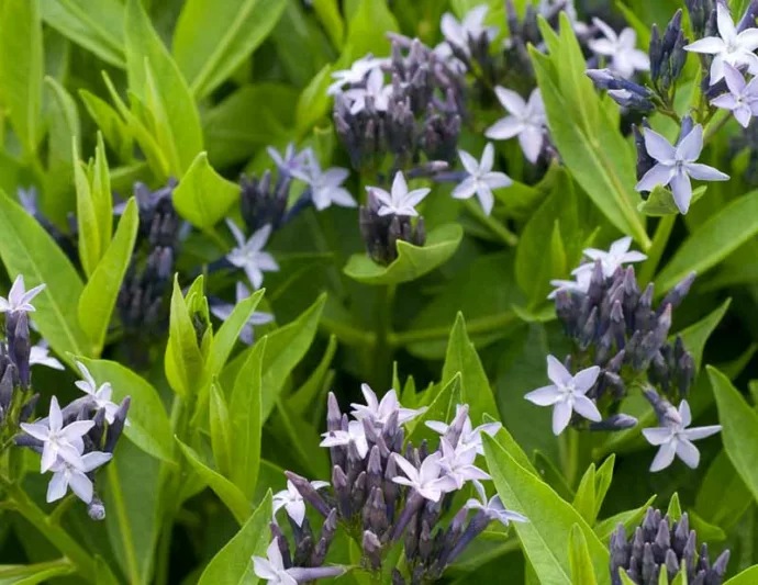 Amsonia Blue Ice, Blue Star 'Blue Ice', Willow Amsonia 'Blue Ice', Blue Dogbane 'Blue Ice', Willow Blue Star 'Blue Ice', Eastern Bluestar 'Blue Ice', Blue flowers