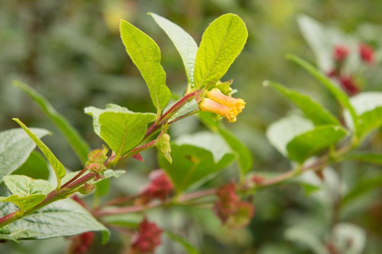 Lonicera involucrata, Twinberry Honeysuckle, Black Twinberry Honeysuckle, Black Twinberry, Bearberry Honeysuckle, Four-line Honeysuckle, Californian Honeysuckle