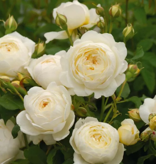 Rosa Claire Austin, Rosa Claire Austin, English Rose Claire Austin, David Austin Rose, English Rose, Fragrant roses, Shrub roses, cream roses, white roses