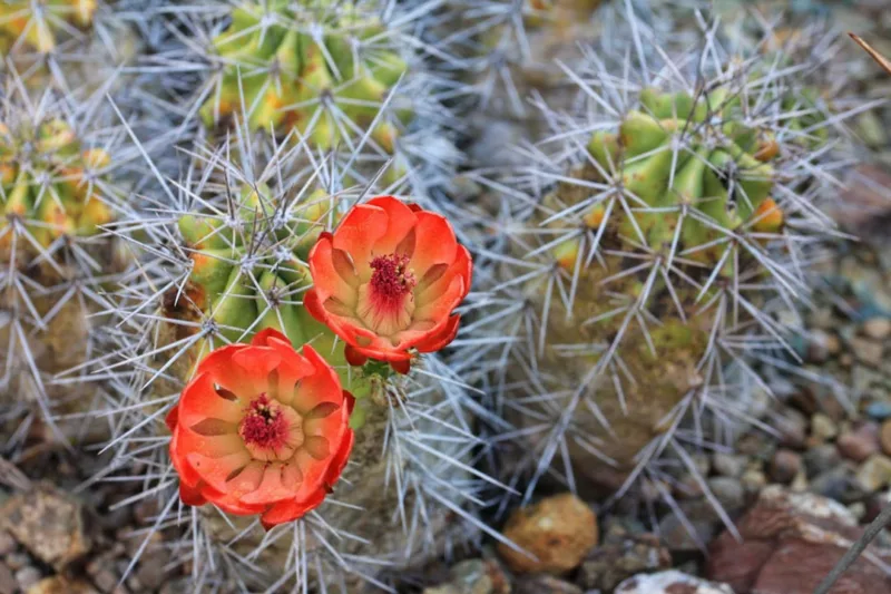 Echinocereus triglochidiatus