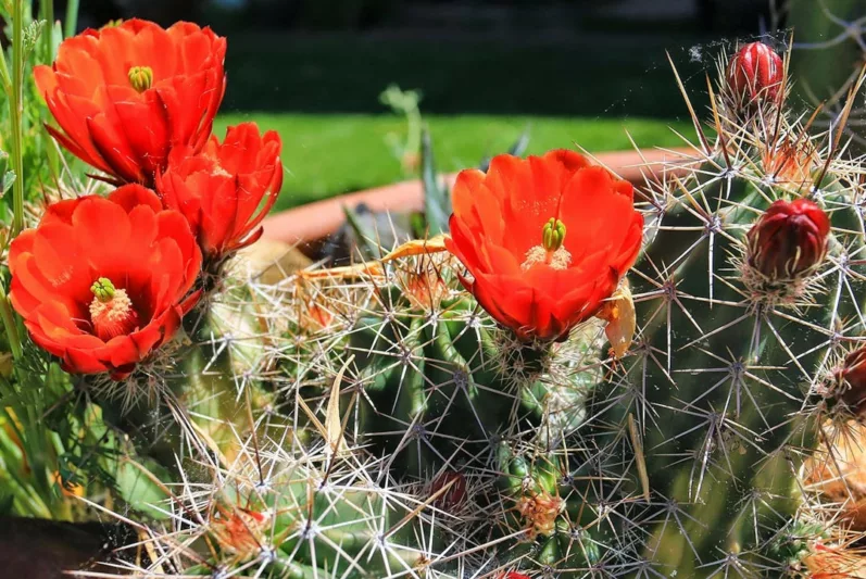 Echinocereus triglochidiatus, Claret Cup, Claret Cup Cactus, Hedgehog Cactus, Kingcup Cactus, Mojave Mound, Mohave Mound, Cactus
