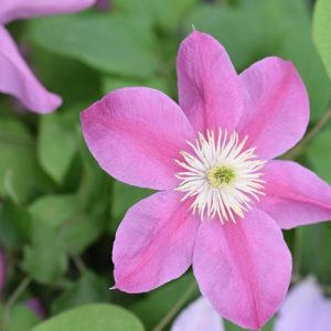 Clematis 'Alaina', Large-Flowered Clematis 'Alaina', group 3 clematis, Pink clematis, Clematis Vine, Clematis Plant, Flower Vines, Clematis Flower, Clematis Pruning