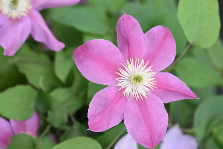 Clematis 'Alaina', Large-Flowered Clematis 'Alaina', group 3 clematis, Pink clematis, Clematis Vine, Clematis Plant, Flower Vines, Clematis Flower, Clematis Pruning