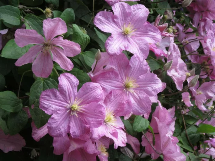 Clematis 'Comtesse de Bouchaud', Large-Flowered Clematis, group 3 clematis, pink clematis, Clematis Vine, Clematis Plant, Flower Vines, Clematis Flower, Clematis Pruning