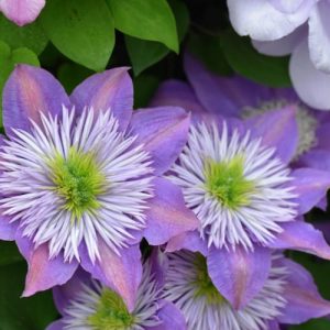 Clematis 'Crystal Fountain', Large-Flowered Clematis 'Crystal Fountain', Clematis 'Evipo038', Clematis 'Fairy Blue', group 2 clematis, Lavender clematis, Blue Clematis, Clematis Vine, Clematis Plant, Flower Vines, Clematis Flower, Clematis Pruning,