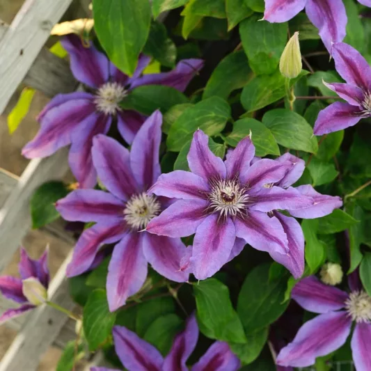 Clematis 'Fireworks', Early Large-Flowered Clematis Fireworks, Purple Clematis, Purple Clematis, group 2 clematis, pink clematis, Clematis Vine, Clematis Plant, Flower Vines, Clematis Flower, Clematis Pruning