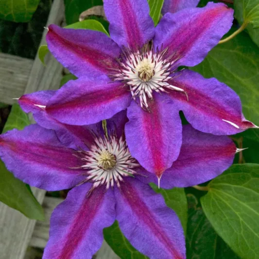 Clematis 'Fireworks', Early Large-Flowered Clematis Fireworks, Purple Clematis, Purple Clematis, group 2 clematis, pink clematis, Clematis Vine, Clematis Plant, Flower Vines, Clematis Flower, Clematis Pruning