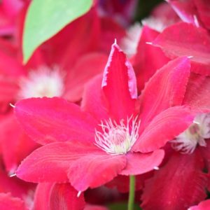 Clematis 'Rebecca', Large-Flowered Clematis 'Rebecca', Clematis 'Evipo016', group 2 clematis, Red clematis, Clematis Vine, Clematis Plant, Flower Vines, Clematis Flower, Clematis Pruning,
