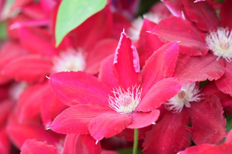 Clematis 'Rebecca', Large-Flowered Clematis 'Rebecca', Clematis 'Evipo016', group 2 clematis, Red clematis, Clematis Vine, Clematis Plant, Flower Vines, Clematis Flower, Clematis Pruning,
