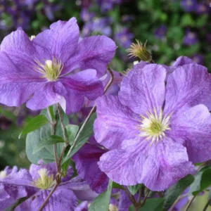 Clematis 'Victoria', Late Large-Flowered Clematis 'Victoria', group 3 clematis, purple clematis, violet clematis, Clematis Vine, Clematis Plant, Flower Vines, Clematis Flower, Clem