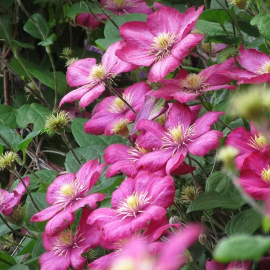 Clematis 'Ville de Lyon', Large-Flowered Clematis 'Ville de Lyon'', group 3 clematis, red clematis, Clematis Vine, Clematis Plant, Flower Vines, Clematis Flower, Clematis Pruning