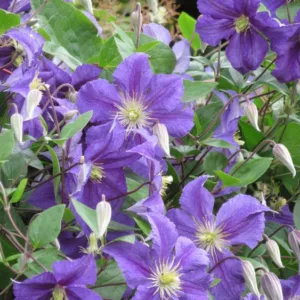 Clematis 'Wisley', Clematis Viticella 'Wisley', Clematis 'Evipo001', group 3 clematis, Purple clematis, Purple flowers, Purple Vines
