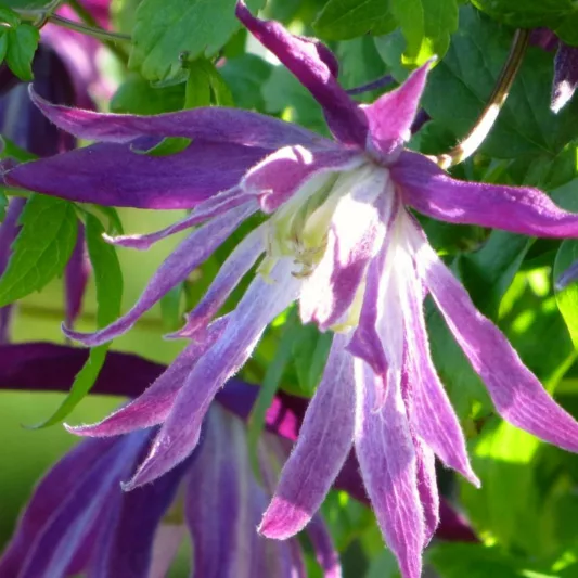 Clematis 'Markham's Pink', Clematis macropetala 'Markham's Pink', Atragene Clematis, group 1 clematis, Small-flowered Clematis, pink clematis, Clematis Vine, Clematis Plant, Flower Vines, Clematis Flower, Clematis Pruning