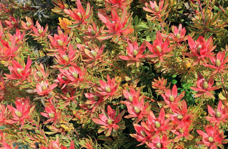 Leucadendron ‘Jester', Safari-Sunrise