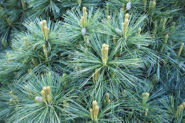 Pinus strobus, Eastern White Pine, Weymouth Pine, North American Pumpkin Pine, North American White Pine, White Pine, Evergreen Tree, Evergreen Shrub, Conifer