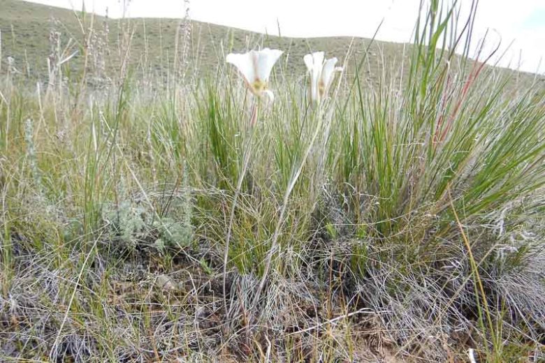 Calochortus nuttallii, Sego Lily, Mariposa Lily, Sego-lily, White Flowers, Drought Tolerant plant, Drought Tolerant Perennial