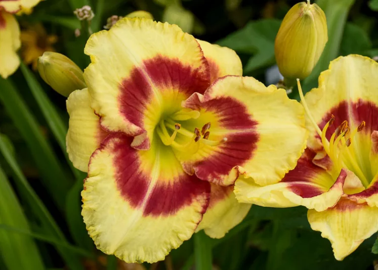 Hemerocallis Monterrey Jack, Daylily Monterrey Jack, Day Lily Monterrey Jack, Monterrey Jack Daylily, daylilies, Daylily, Day Lilies, Yellow flowers, Yellow day lily, Yellow Daylily, Early Season Daylilies
