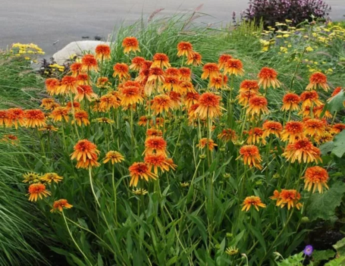 Echinacea Marmalade, Marmalade Echinacea, Coneflower Marmalade, Cone-fections Series, Orange coneflower, Orange coneflowers, Orange Echinacea, Orange Flowers, Orange Perennials