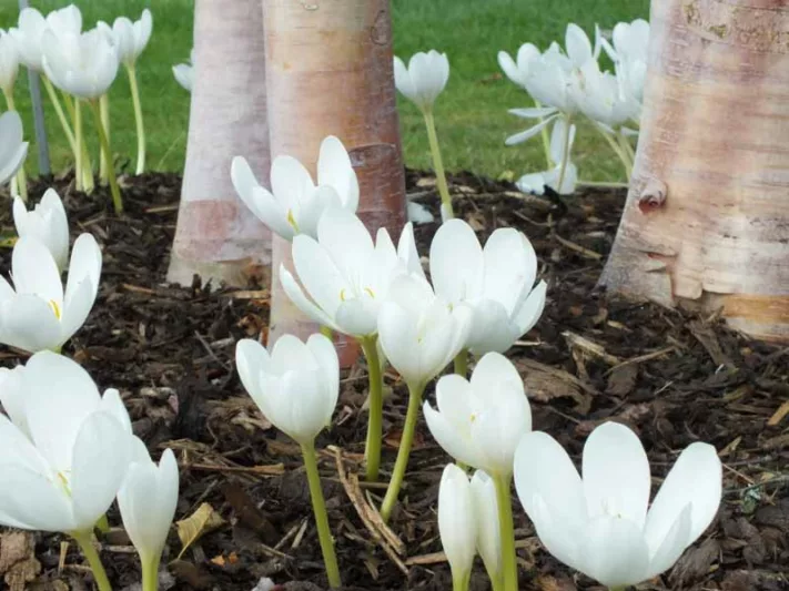 Colchicum Speciosum 'Album',Colchicum 'Album', Naked Ladies 'Album', Meadow Saffron 'Album', False Autumn Crocus 'Album', Hybrid Autumn Crocus, 'Album' Autumn Crocus, fall crocus, Autumn crocus, Crocus autumnale, white crocus, white colchicum