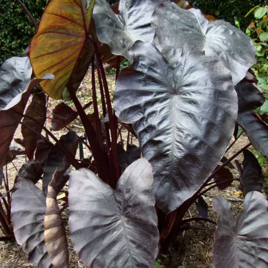 Colocasia esculenta 'Black Coral', Taro 'Black Coral', Elephant Ears 'Black Coral', dark leaves, evergreen perennial,