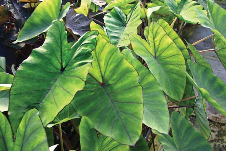 Colocasia esculenta 'Blue Hawaii', Taro 'Blue Hawaii', Elephant Ears 'Blue Hawaii', evergreen perennial, Blue leaves