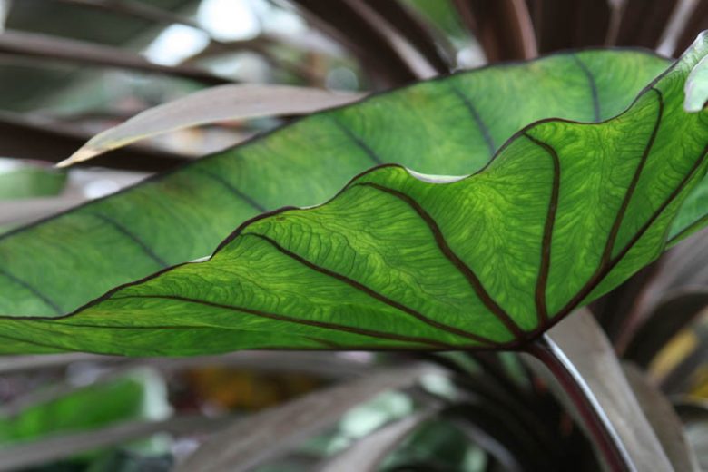 Colocasia esculenta 'Blue Hawaii', Taro 'Blue Hawaii', Elephant Ears 'Blue Hawaii', evergreen perennial, Blue leaves