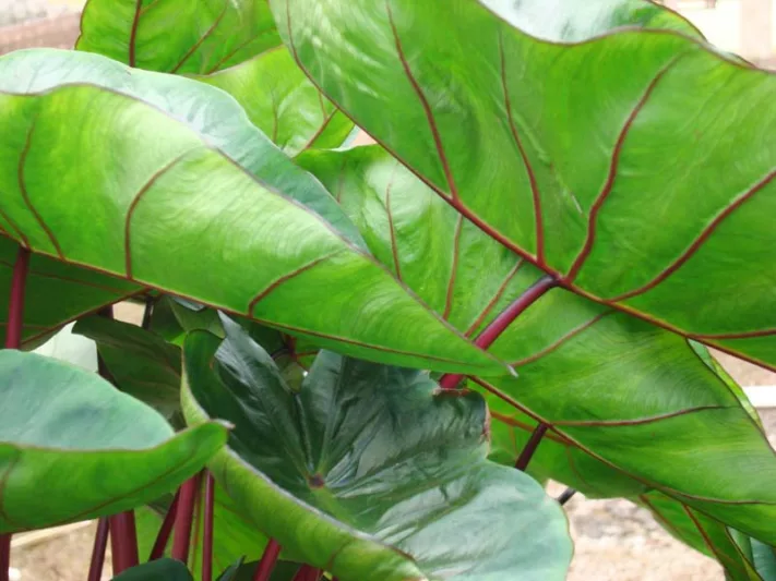 Colocasia esculenta 'Hawaiian Punch', Taro 'Hawaiian Punch', Elephant Ears 'Hawaiian Punch', evergreen perennial, red stems