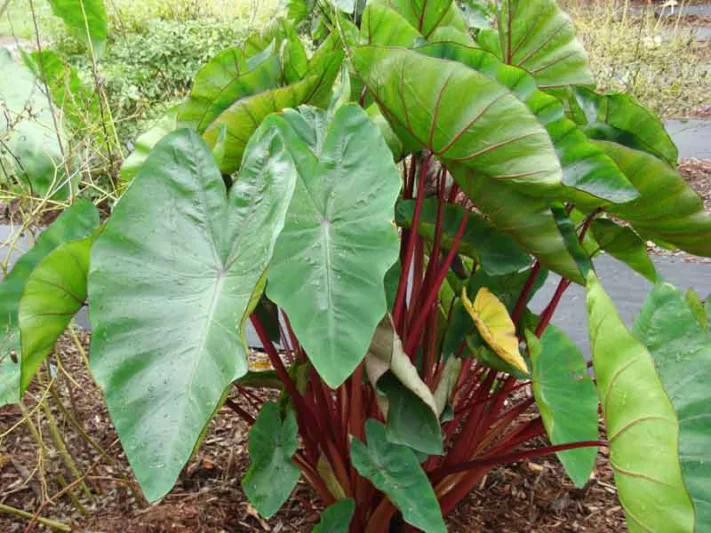 Colocasia esculenta 'Hawaiian Punch', Taro 'Hawaiian Punch', Elephant Ears 'Hawaiian Punch', evergreen perennial, red stems