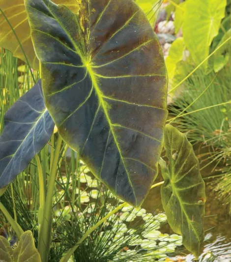 Colocasia esculenta 'Illustris', Taro 'Illustris', Elephant Ears 'Illustris', evergreen perennial, Bicolor leaves, Black Leaves