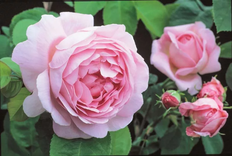 Rose 'Constance Spry', Rosa 'Constance Spry', Rosa 'Austance', Shrub Rose 'Constance Spry', Climbing Rose 'Constance Spry', David Austin Roses, English Roses, Climbing Roses, Pink roses, Shrub roses, Rose bushes, Garden Roses