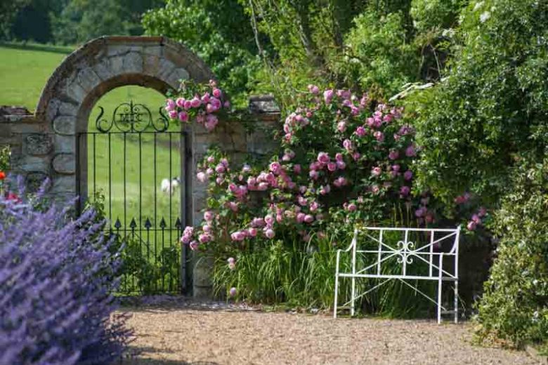 Rose 'Constance Spry', Rosa 'Constance Spry', Rosa 'Austance', Shrub Rose 'Constance Spry', Climbing Rose 'Constance Spry', David Austin Roses, English Roses, Climbing Roses, Pink roses, Shrub roses, Rose bushes, Garden Roses