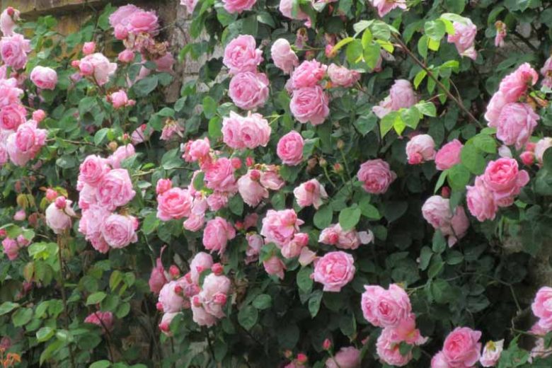 Rose 'Constance Spry', Rosa 'Constance Spry', Rosa 'Austance', Shrub Rose 'Constance Spry', Climbing Rose 'Constance Spry', David Austin Roses, English Roses, Climbing Roses, Pink roses, Shrub roses, Rose bushes, Garden Roses