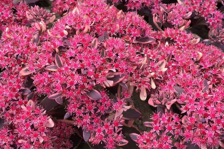 Sedum SUNSPARKLER® 'Dream Dazzler', Sedum 'Dream Dazzler', SUNSPARKLER® Series, Red Sedum, Red Succulent, Burgundy Sedum, Burgundy Succulent