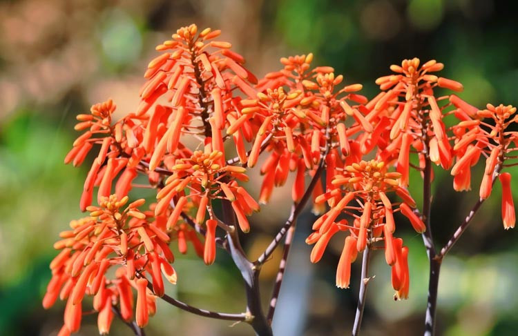 Aloe striata, Coral Aloe,Orange flowers, Succulents, Aloes, Drought tolerant plants