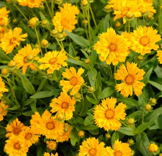 Coreopsis 'Jethro Tull', Tickseed 'Jethro Tull', 'Jethro Tull' Tickseed, Drought tolerant plants, dry soil plants, heat tolerant plants, humidity tolerant plants, Yellow flowers