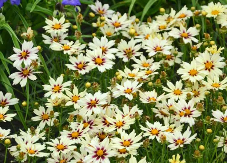 Coreopsis 'Starlight', Tickseed 'Starlight', 'Starlight' Tickseed, Li' l Bang Series, Drought tolerant plants, dry soil plants, heat tolerant plants, humidity tolerant plants, White flowers, Bicolor Flowers