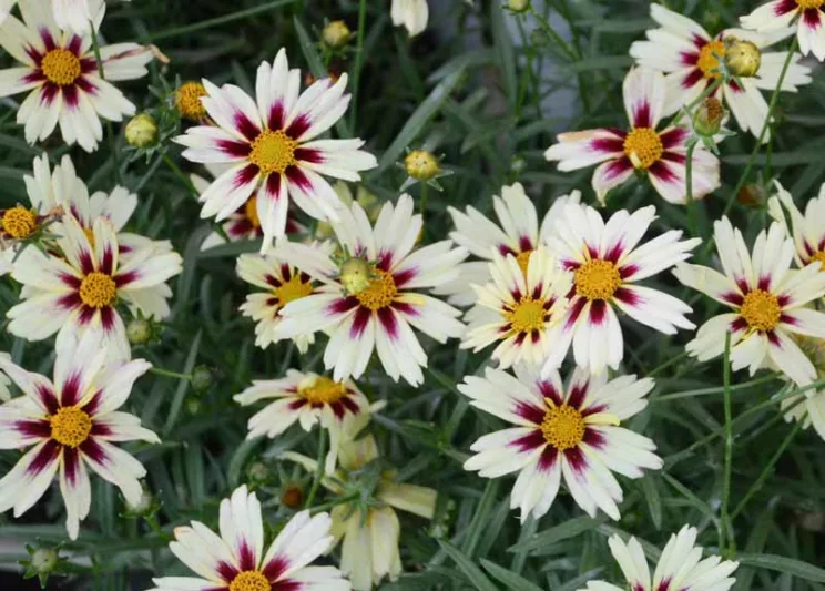 Coreopsis 'Starlight', Tickseed 'Starlight', 'Starlight' Tickseed, Li' l Bang Series, Drought tolerant plants, dry soil plants, heat tolerant plants, humidity tolerant plants, White flowers, Bicolor Flowers