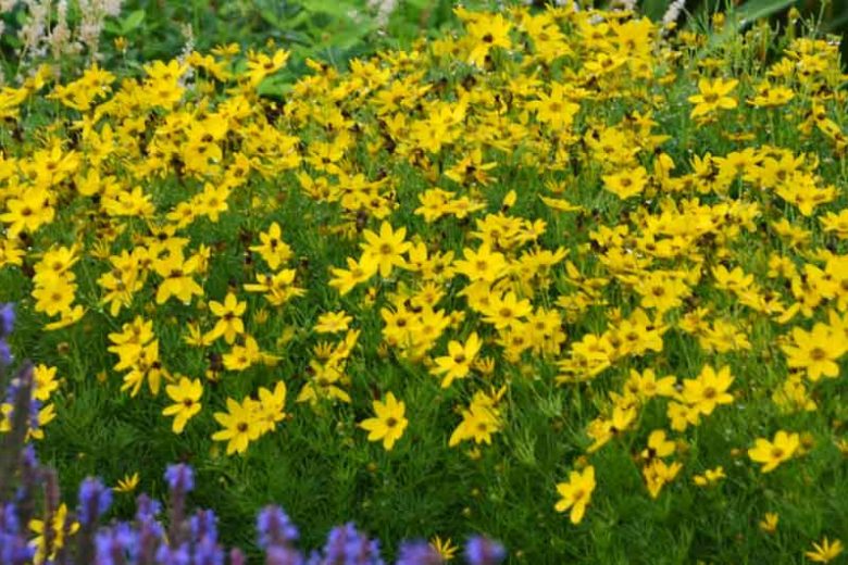 Coreopsis Verticillata 'Zagreb', Coreopsis Zagreb, Tickseed Zagreb, Threadleaf Coreopsis Zagreb, Whorled Coreopsis Zagreb, Drought tolerant plants, dry soil plants, heat tolerant plants, humidity tolerant plants, yellow flowers