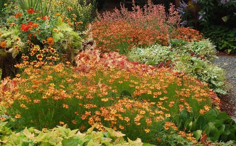 Coreopsis Mango Punch, Tickseed Mango Punch, Mango Punch Coreopsis, Mango Punch Tickseed, Drought tolerant plants, dry soil plants, heat tolerant plants, humidity tolerant plants, orange flowers