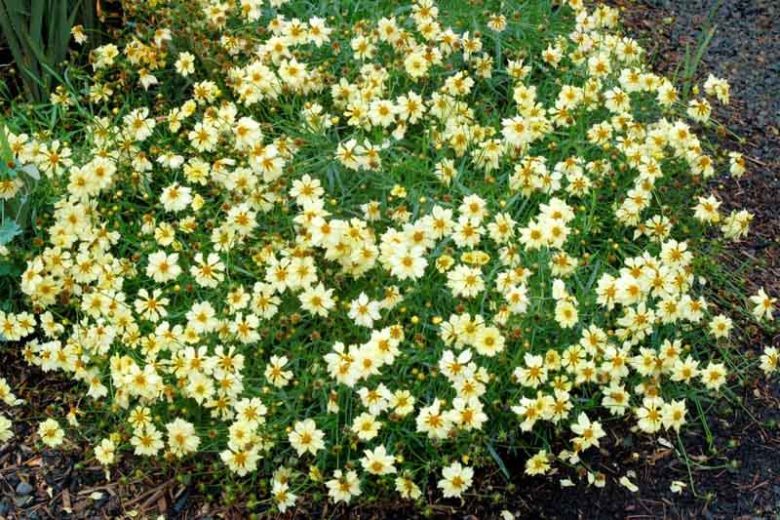 Coreopsis Moonlight, Tickseed Moonlight, Drought tolerant plants, dry soil plants, heat tolerant plants, humidity tolerant plants, yellow flowers